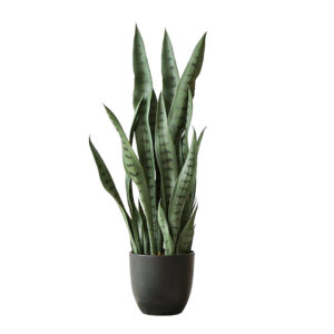 SOGA 2X 95cm Sansevieria Snake Artificial Plants with Black Plastic Planter Greenery, Home Office Decor, Home & Living, Home Decor, Artificial Plants, , ,  - NZ DEPOT 2