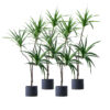 SOGA 4X 180cm Green Artificial Indoor Brazlian Iron Tree Fake Plant Decorative 3 Heads, Home & Living>Home Decor>Artificial Plants, , , , ,  - NZ DEPOT 1