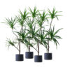 SOGA 4X 180cm Realistic Artificial Dracaena, Rubberised Silk Cloth + Iron Wire, Home Decor, Home & Living>Home Decor>Artificial Plants, , , , ,  - NZ DEPOT 1