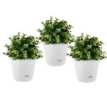 SOGA 19.5 cm  Plastic Plant Pot Self Watering Planter Flower Bonsai Indoor Outdoor Garden Decor Set of 3, Home & Living>Home Decor>Indoor Pots, Planters and Plant Stands, , , , ,  - NZ DEPOT 1
