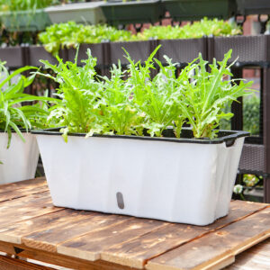SOGA 2X Large White Rectangular Flowerpot Vegetable Herb Flower Outdoor Plastic Box Garden Decor, Home & Living, Home Decor, Indoor Pots, Planters and Plant Stands, , ,  - NZ DEPOT 2