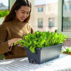 Buy SOGA 49.5cm Black Rectangular Planter Vegetable Herb Flower Outdoor Plastic Box with Holder Balcony Garden Decor Set of 4 Online - Garden, Tools & Hardware/Gardening & Lawn Care/Pots, Planters & Container Accessories - 2 - NZ Depot Free Shipping